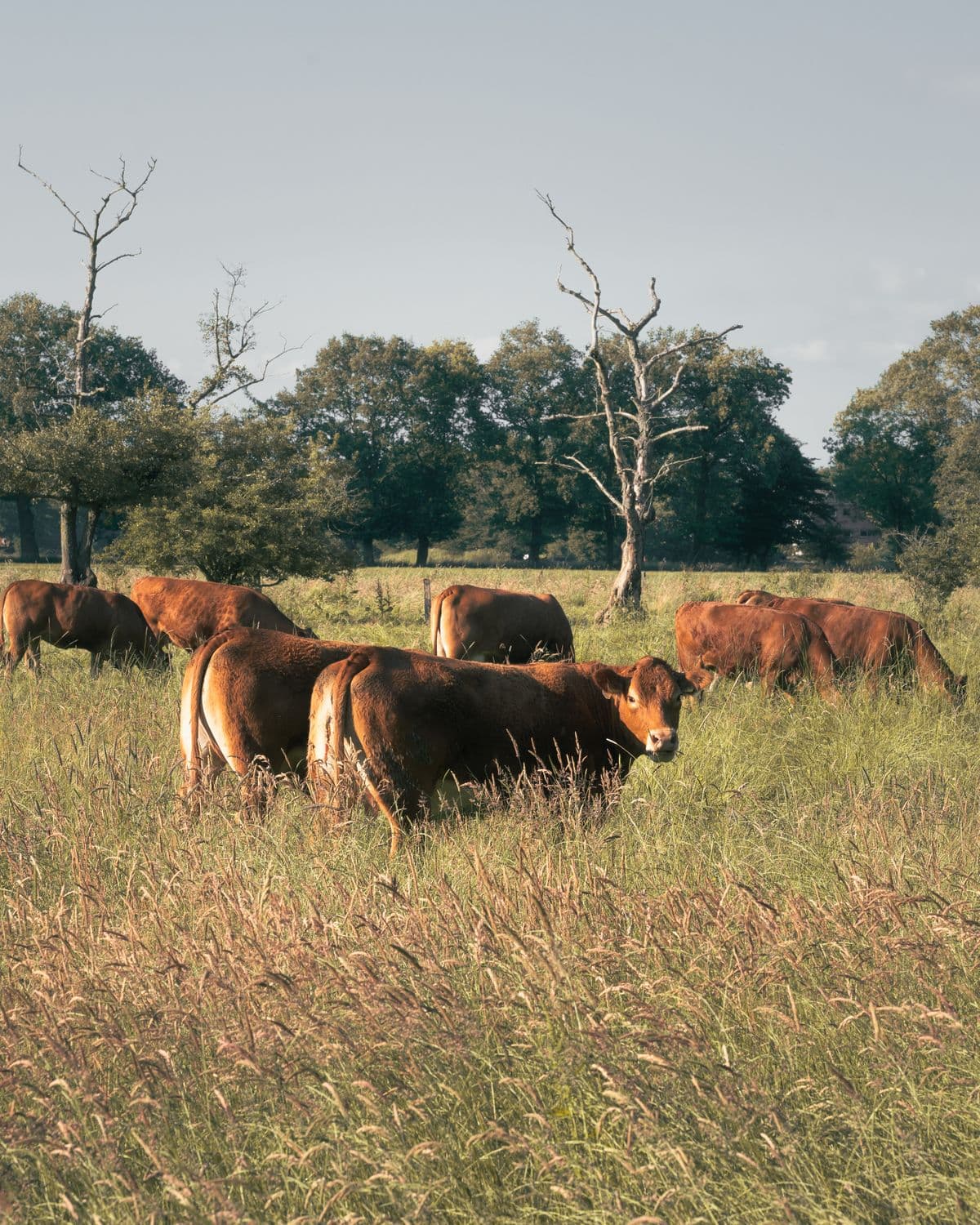Uso agropecuario y de riego (foto ilustrativa)